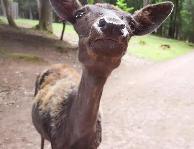 Casa de Férias Alte Goldschmiede Suedpfalz